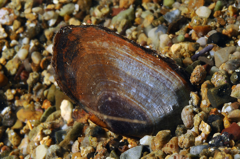 Gari depressa 20-06-12